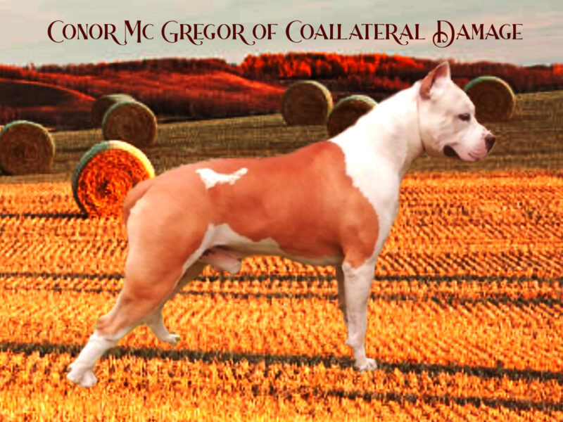 Connor Mc Gegor of Collateral Damage- disponibil pt. monta.