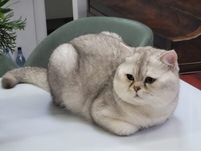 Motănel British Silver Shaded un an, caută pisicuță pentru împerechere