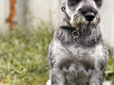 Schnauzer mini mascul pentru monta