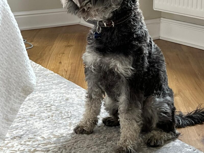 Schnauzer mini mascul pentru monta
