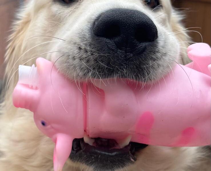 Împerechere golden retriever