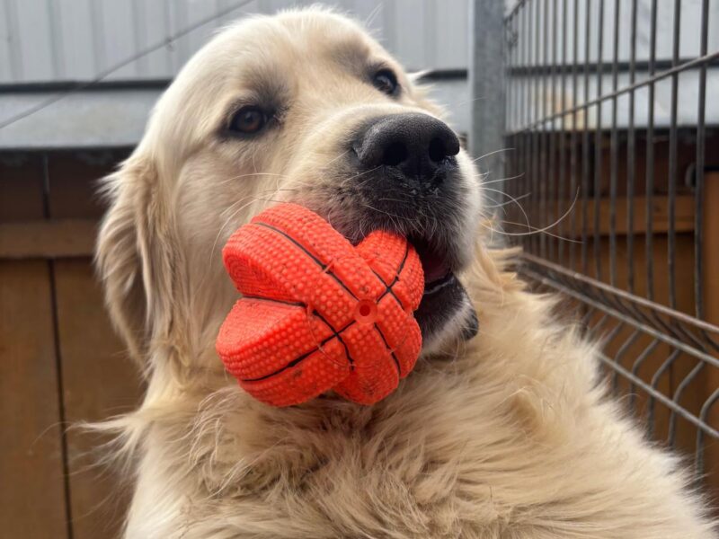 Împerechere golden retriever