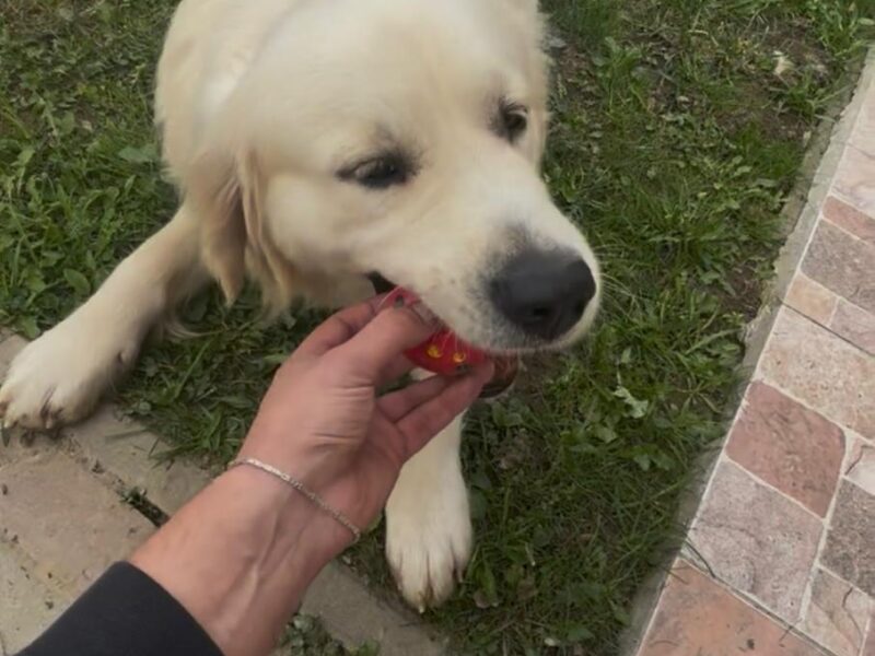 Împerechere golden retriever