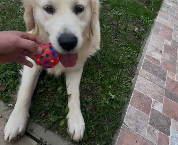 Împerechere golden retriever