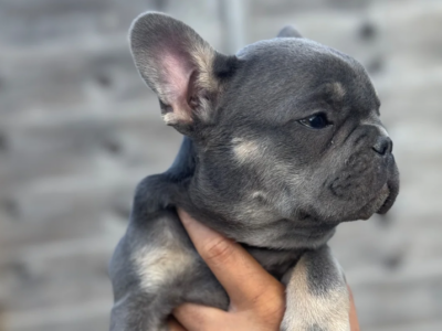 french bulldog for sale