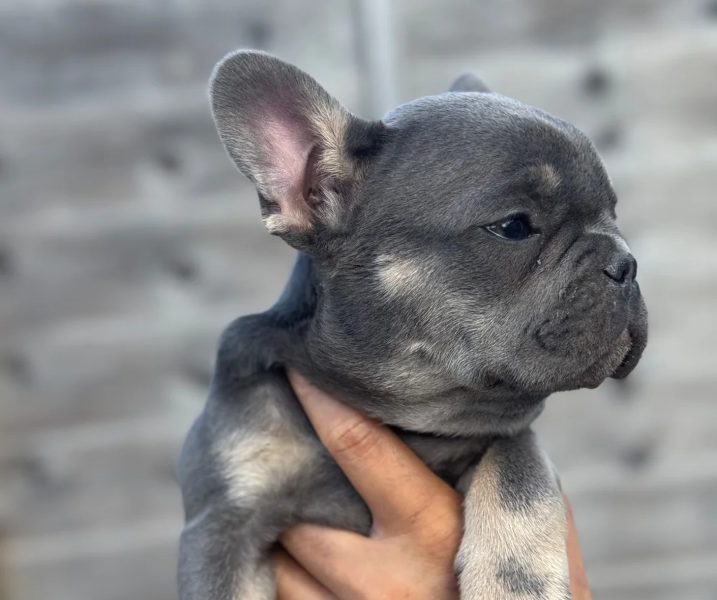 french bulldog for sale