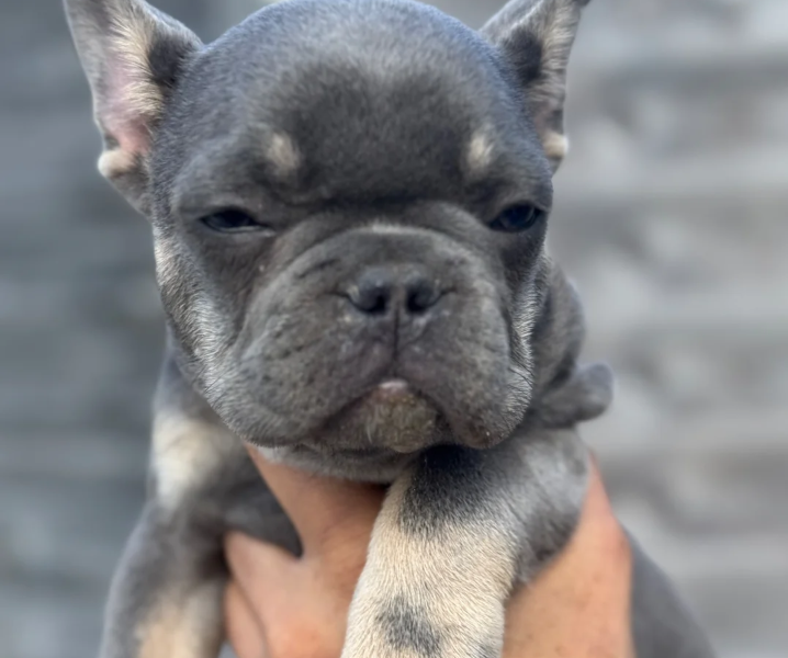french bulldog for sale