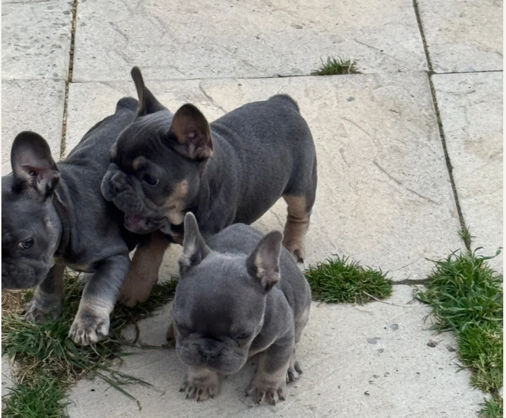 French bulldog puppy for sale