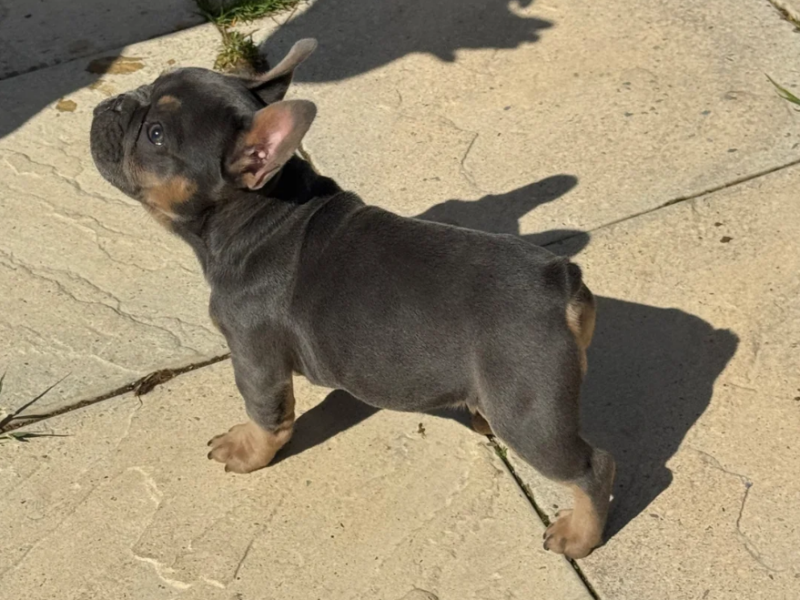 French bulldog puppy for sale