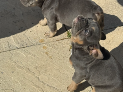 French bulldog puppy for sale