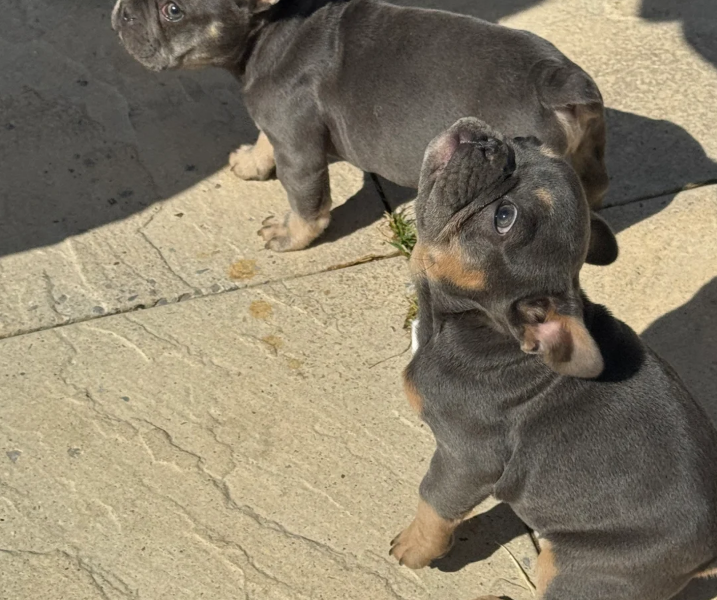 French bulldog puppy for sale