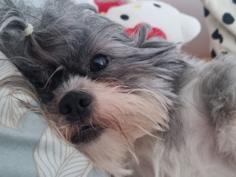 Shih tzu, mascul, 2 ani jumate