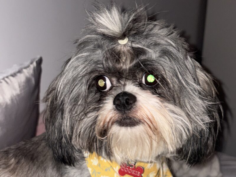 Shih tzu, mascul, 2 ani jumate