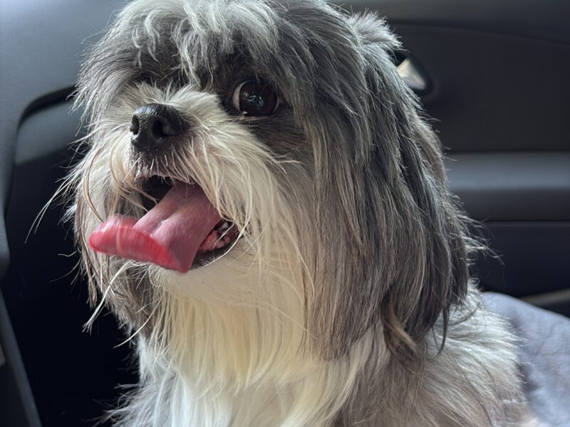 Shih tzu, mascul, 2 ani jumate