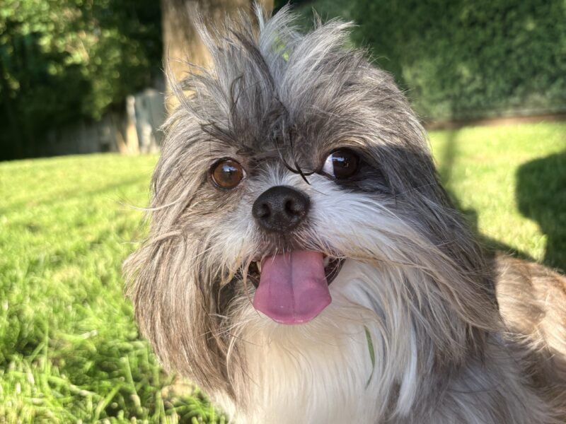 Shih tzu, mascul, 2 ani jumate