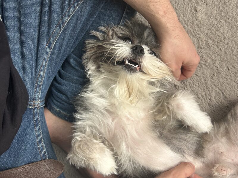 Shih tzu, mascul, 2 ani jumate