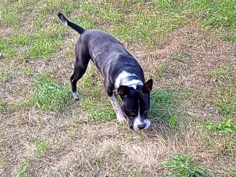 Amstaff pentru monta