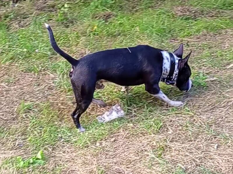 Amstaff pentru monta