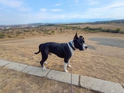 Amstaff pentru monta