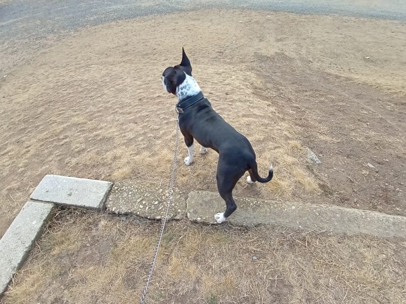 Amstaff pentru monta