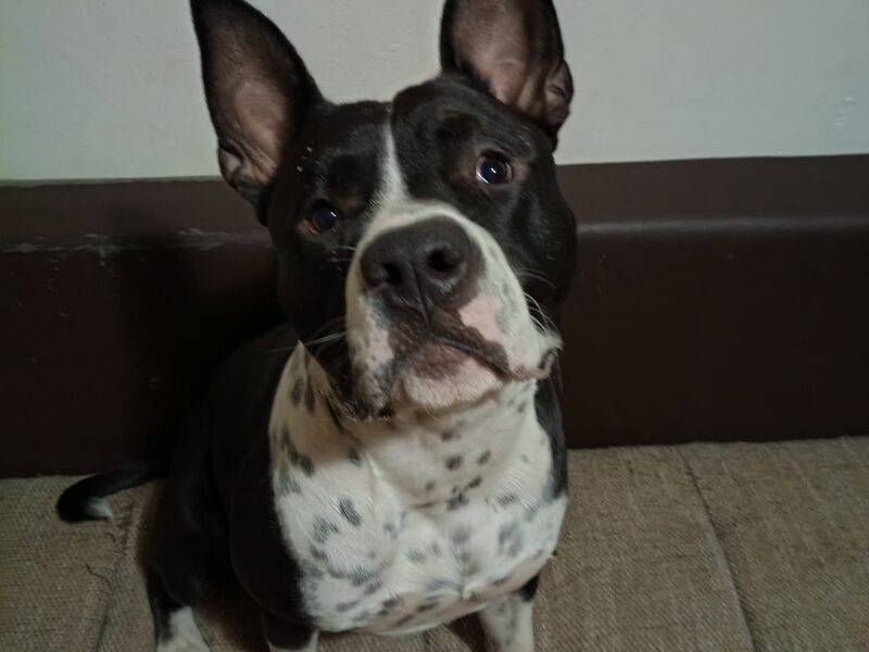 Amstaff pentru monta